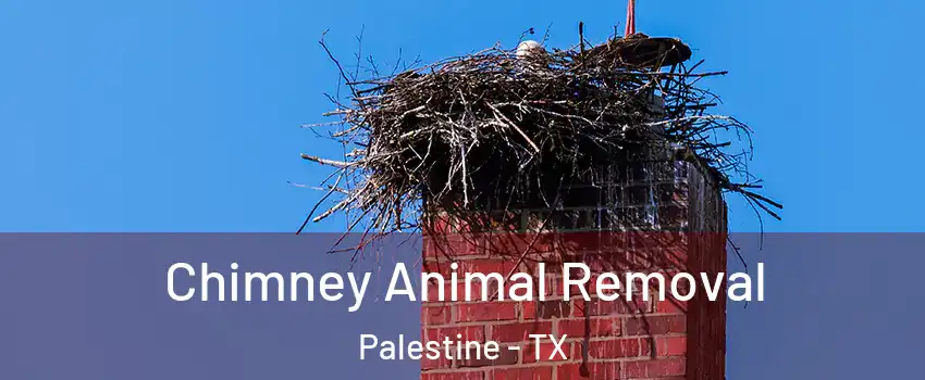  Chimney Animal Removal Palestine - TX